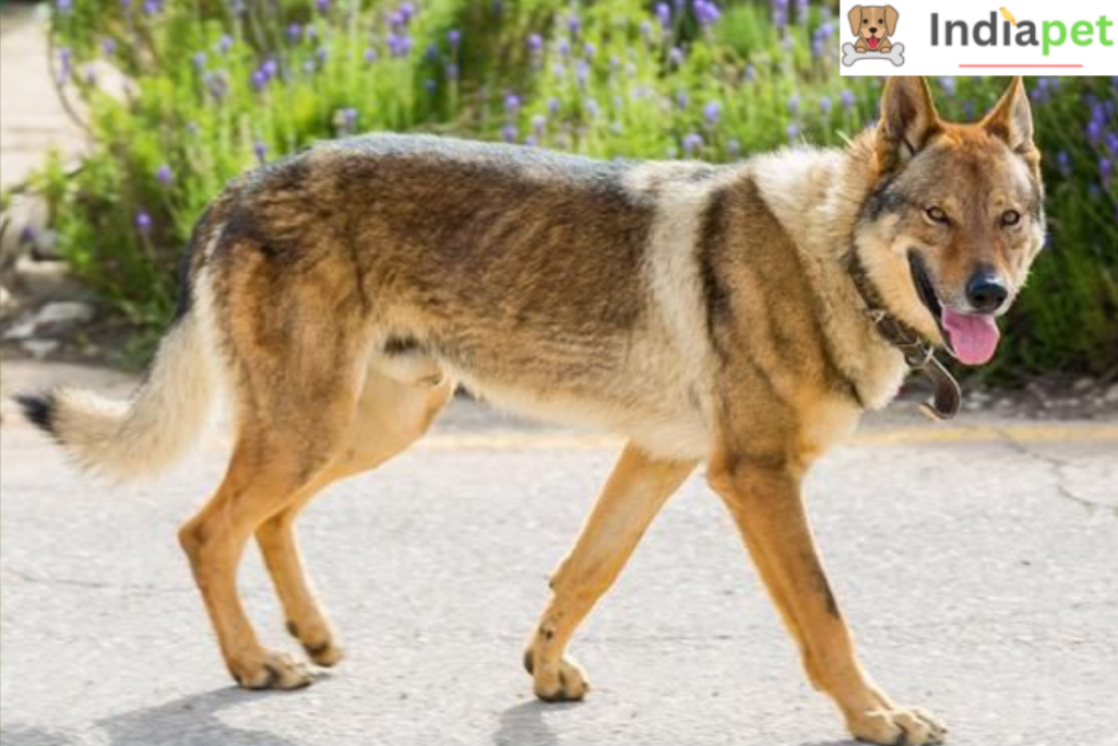 Top 10 Wolf Dog Breeds in the World