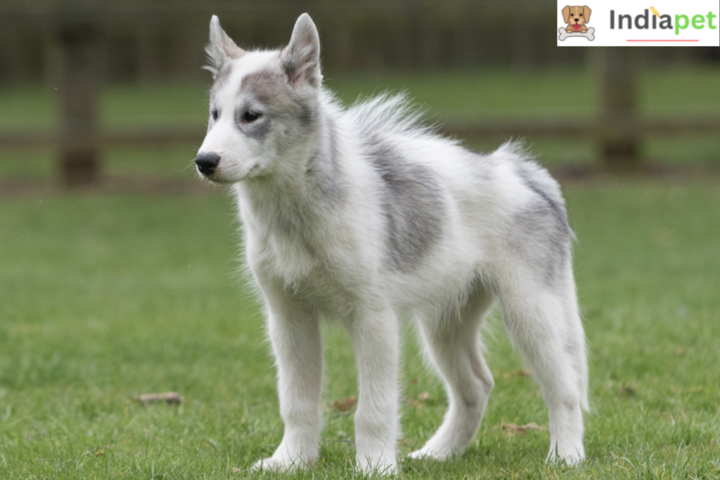 Top 10 Wolf Dog Breeds in the World