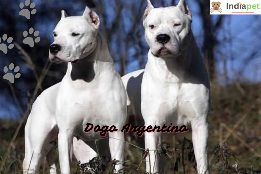 Dogo Argentino Vs Puma