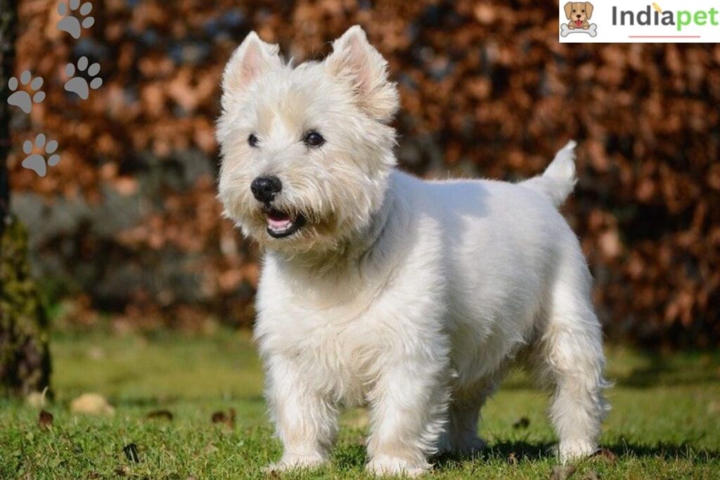 Jack Russell Terrier Vs Miniature Schnauzer