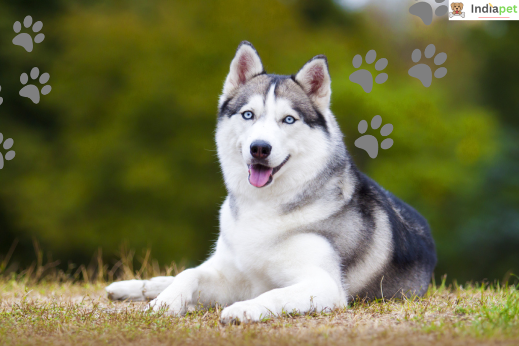 10-most-curious-dog-breeds-in-the-world