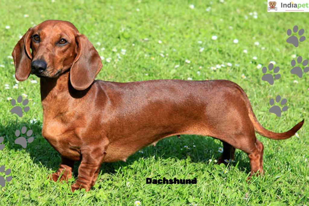 10-dog-breeds-that-have-exceptional-hearing-abilities