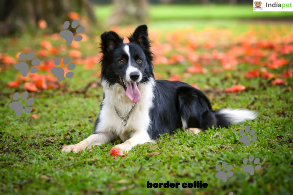 10-dog-breeds-that-have-exceptional-hearing-abilities