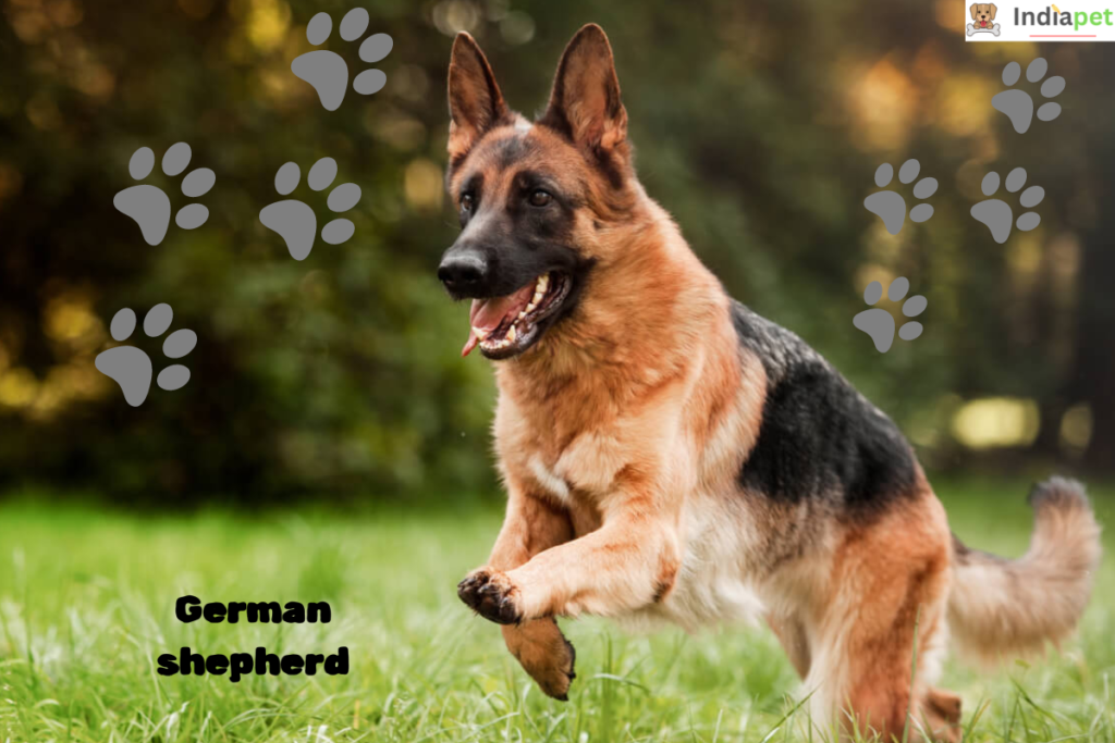 10-dog-breeds-that-have-exceptional-hearing-abilities