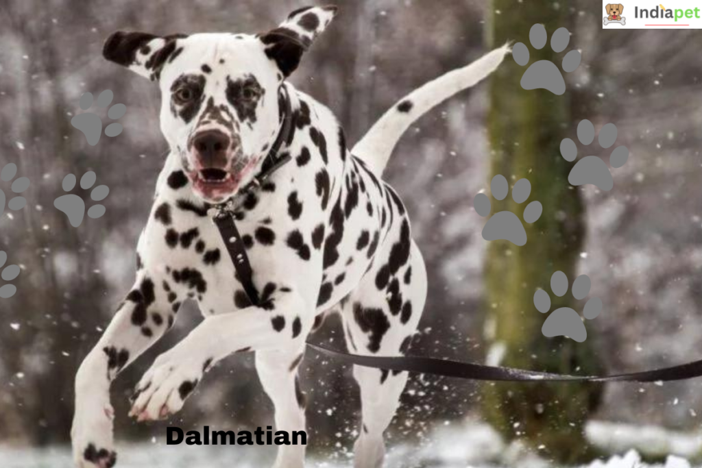 Top 10 White Dog Breeds In The World