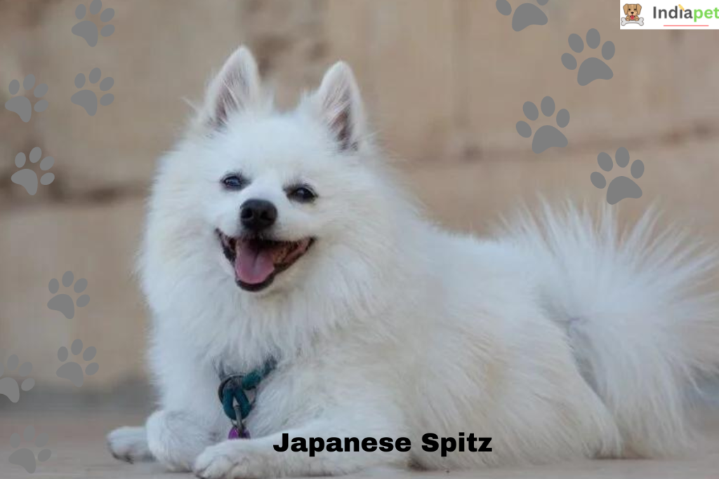 Top 10 White Dog Breeds In The World