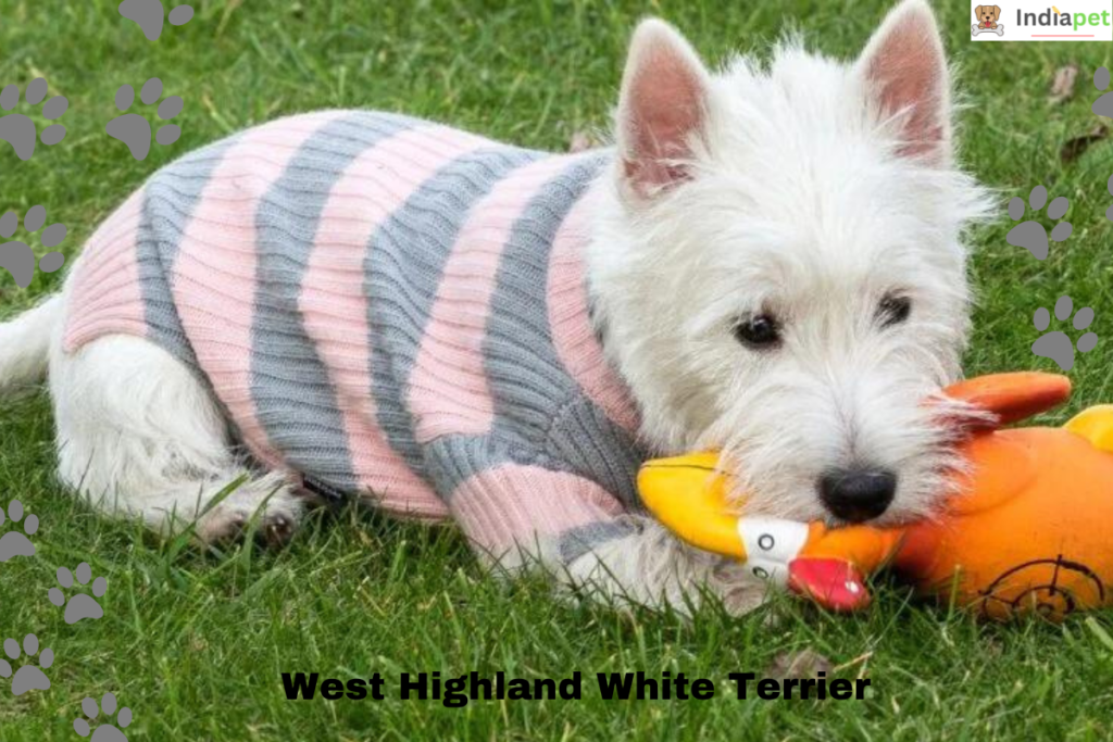 Top 10 White Dog Breeds In The World