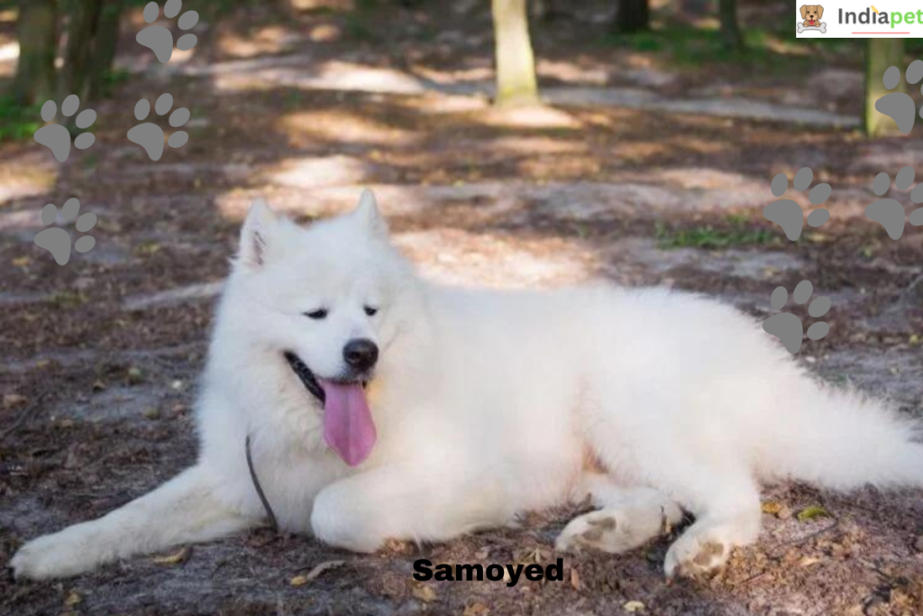 Top 10 White Dog Breeds In The World