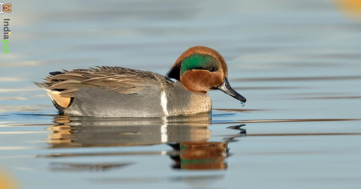 Beautiful Types of Ducks in India