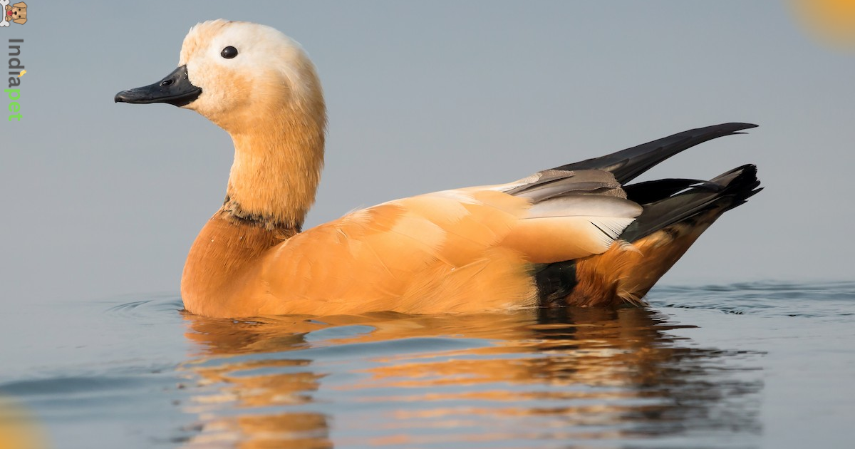 Beautiful Types of Ducks in India