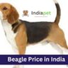 Beagle Price in India