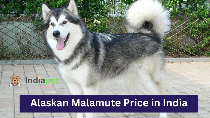 Alaskan Malamute Price in India