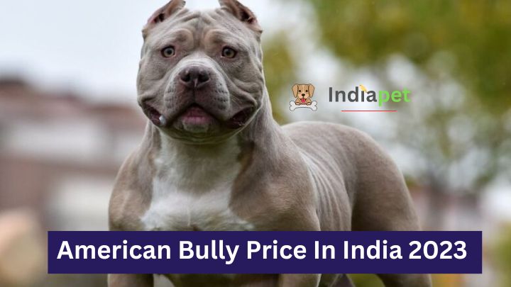 American Bully Price In India