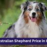 Australian Shepherd Price in India