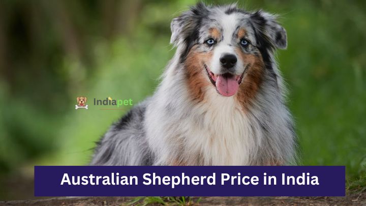 Australian Shepherd Price in India
