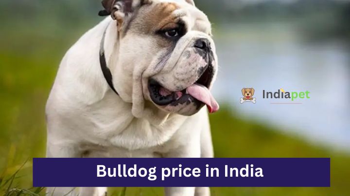 Bulldog price in India 2023