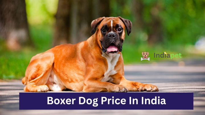 Boxer Dog Price In India
