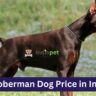 Doberman Dog Price in India