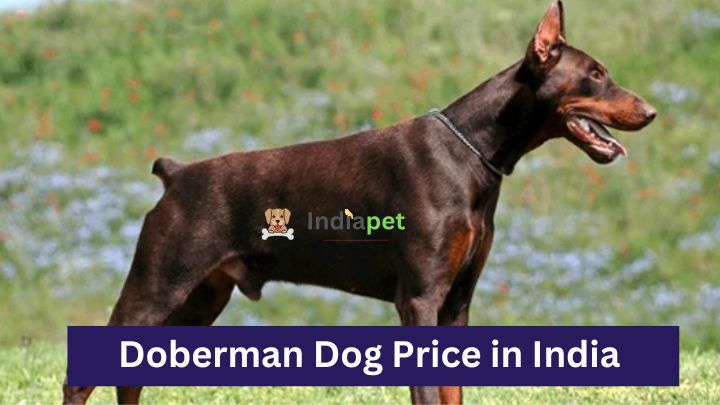 Doberman Dog Price in India