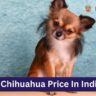 Chihuahua Price In India