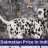 Dalmatian Price in India