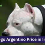 Dogo Argentino Price in India