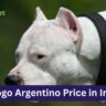 Dogo Argentino Price in India