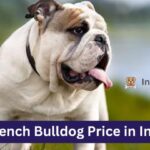 French Bulldog Price in India