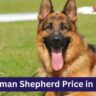 German Shepherd Price in India