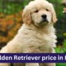 Golden Retriever price in India