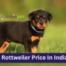 Rottweiler Price In India