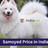 Samoyed Price in India