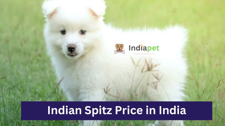 Indian Spitz Price in India