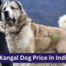 Kangal Dog Price in India