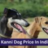 Kanni Dog Price In India