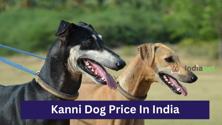 Kanni Dog Price In India