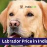 Labrador Price in India