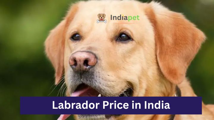 Labrador Price in India
