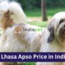 Lhasa Apso Price in India