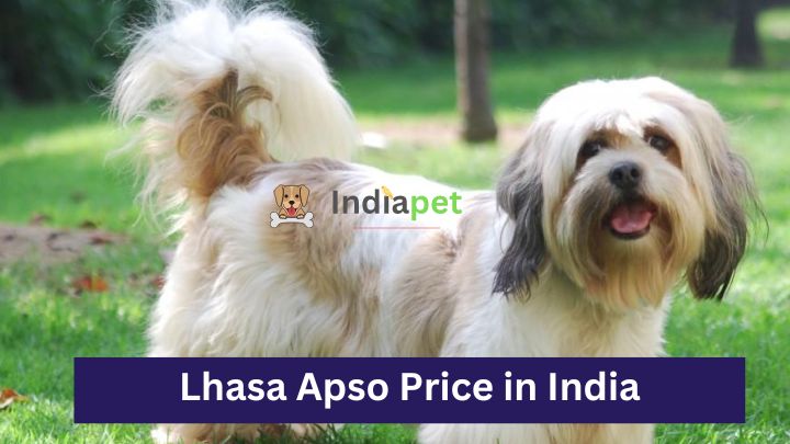 Lhasa Apso Price in India