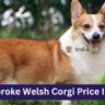 Pembroke Welsh Corgi Price In India