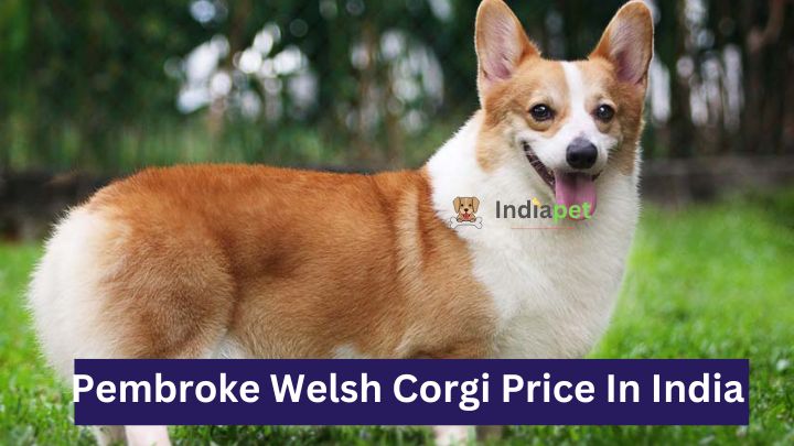 Pembroke Welsh Corgi Price In India