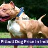 Pitbull Dog Price In India