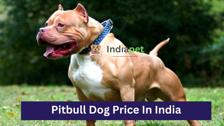 Pitbull Dog Price In India