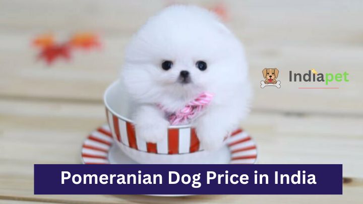 Pomeranian Dog Price in India