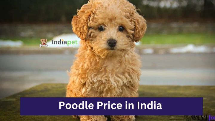 Poodle Price in India