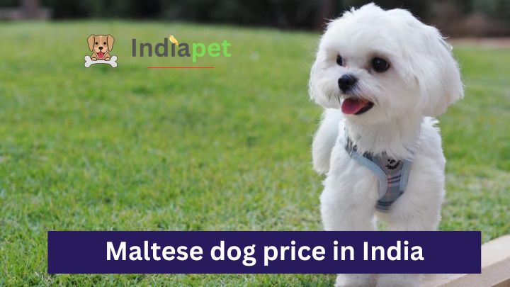 maltese dog price in india