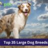 Top 35 Large Dog Breeds