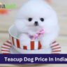 Teacup Dog Price In India