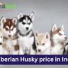 Siberian Husky price in India